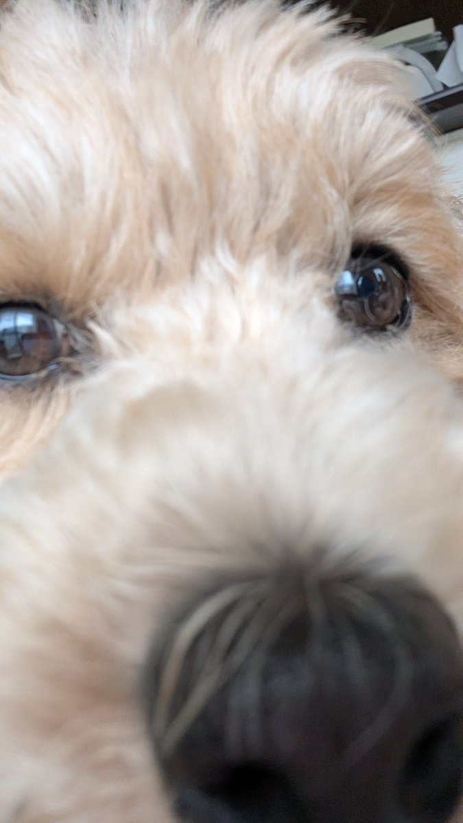 でこぴん tweet media