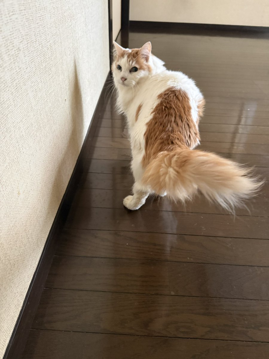 霧島 響 tweet media