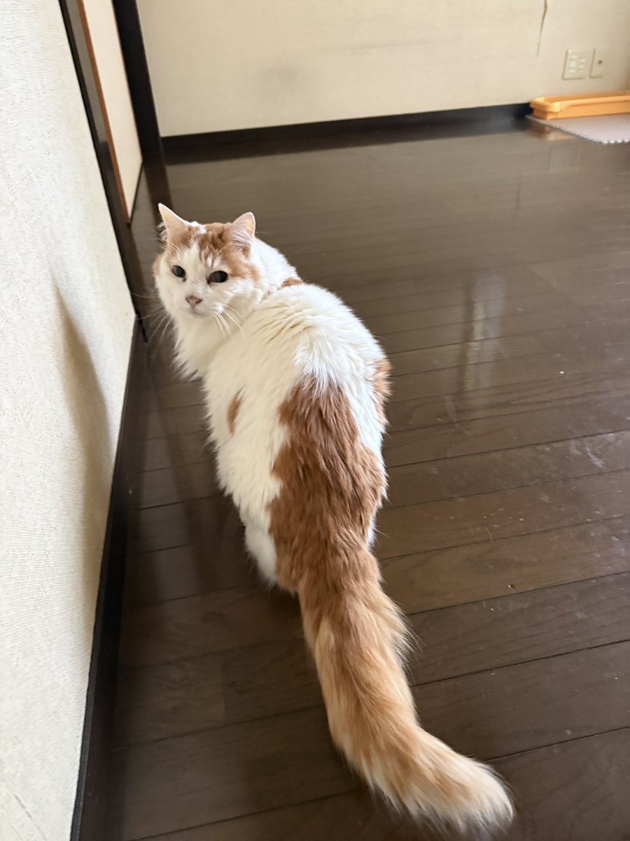 霧島 響 tweet media