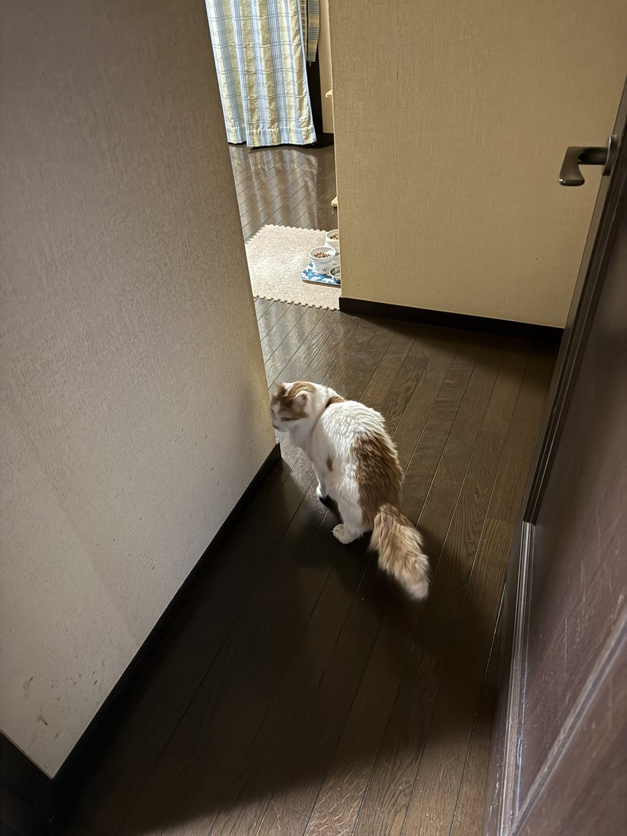 霧島 響 tweet media