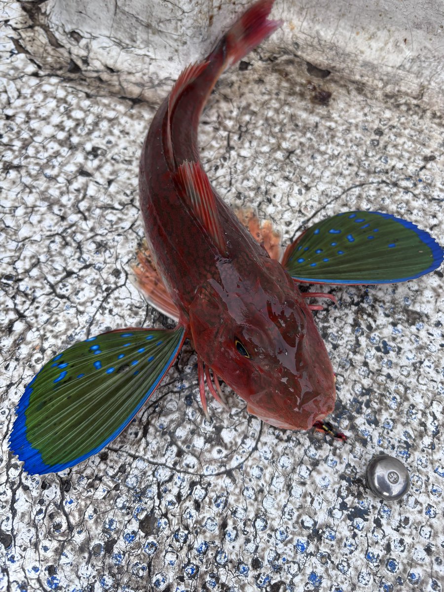 hiro 𓆝 tweet media