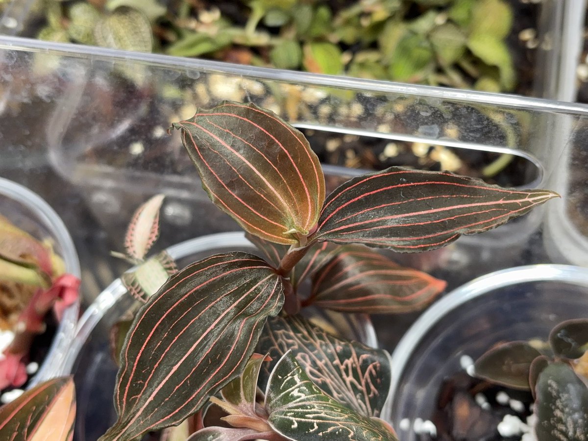 青い葉っぱのメモ帳@シシゼロ tweet media