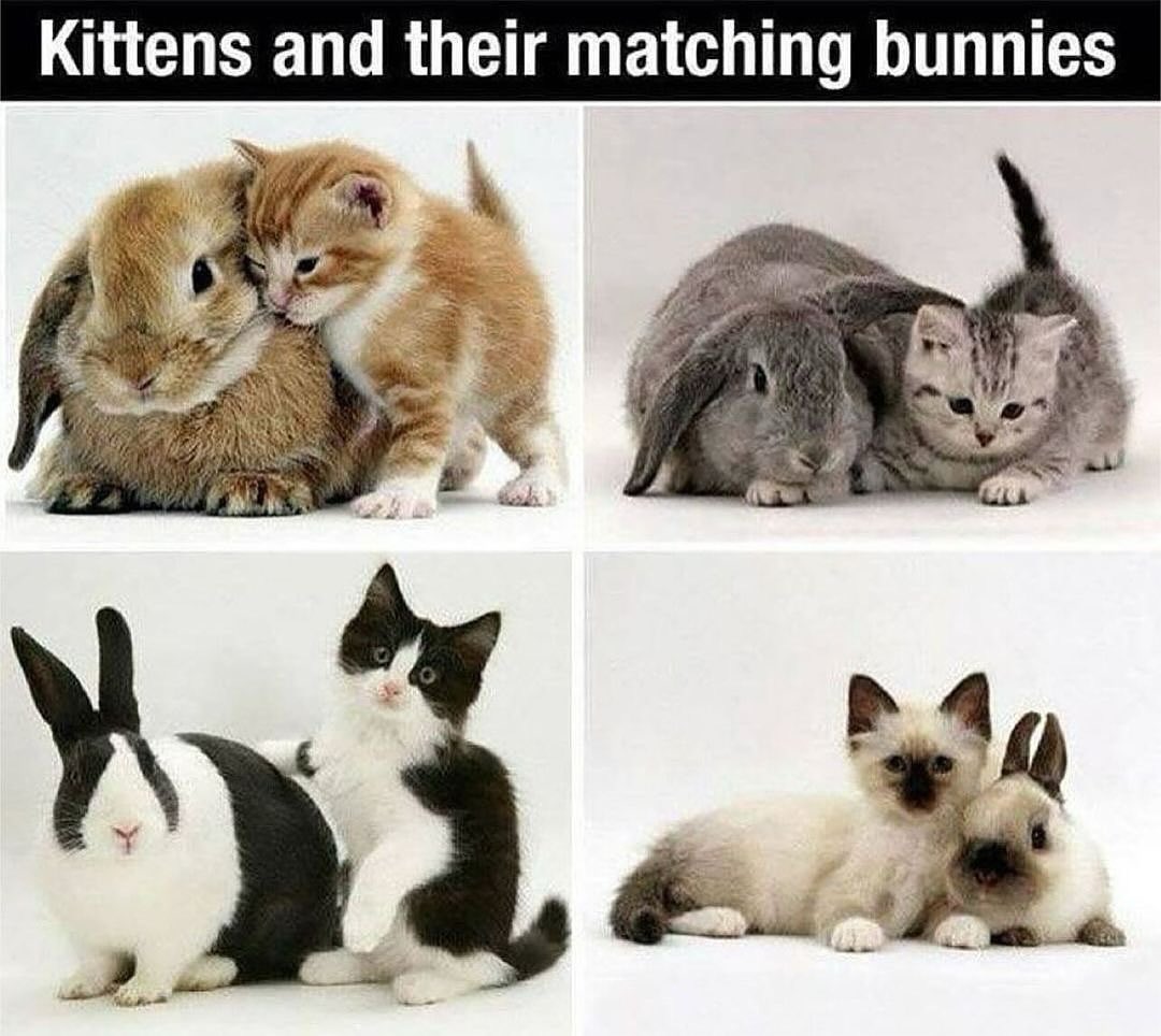 thepopularanimals tweet media