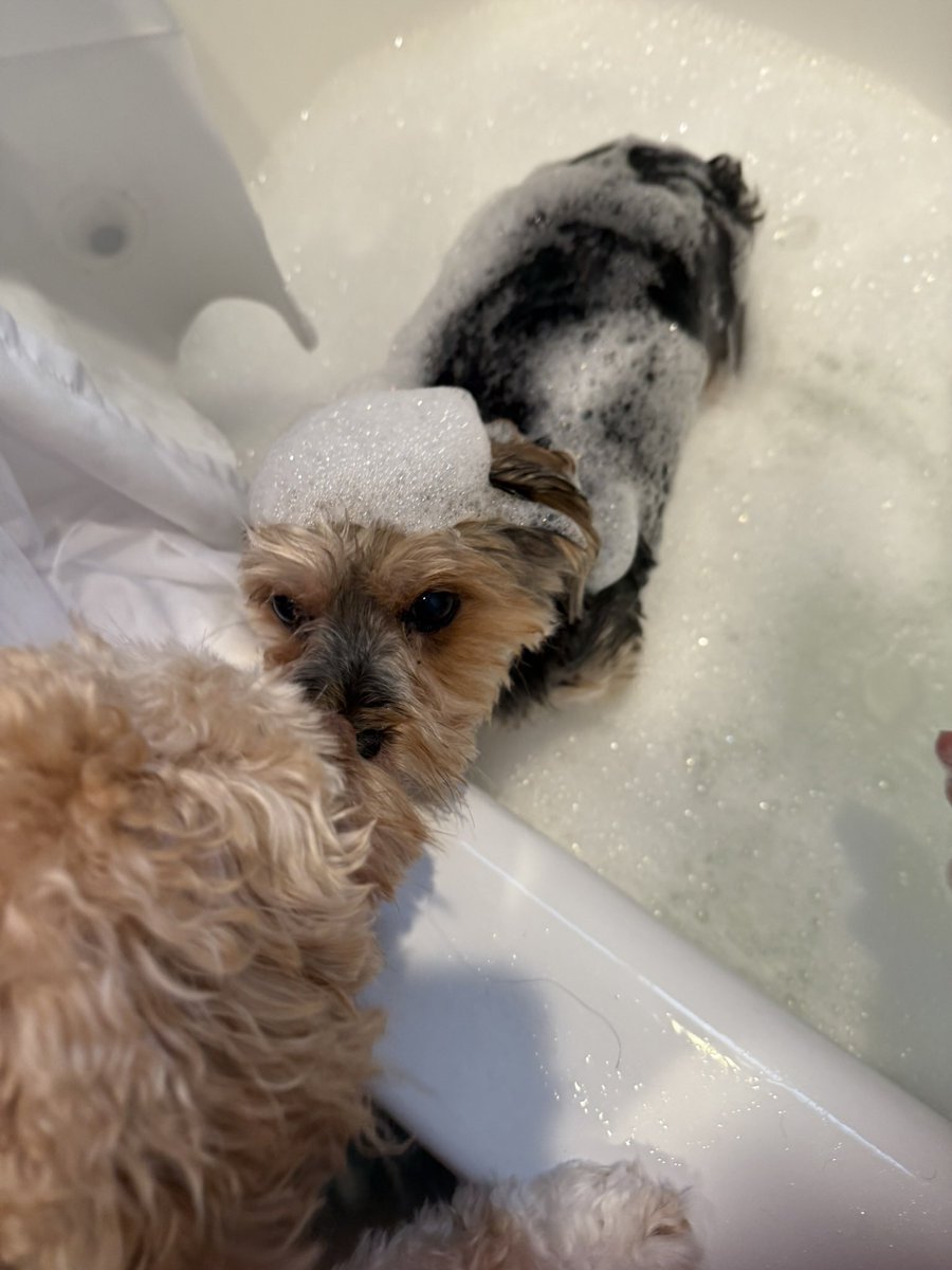 Phylicia Kara tweet media