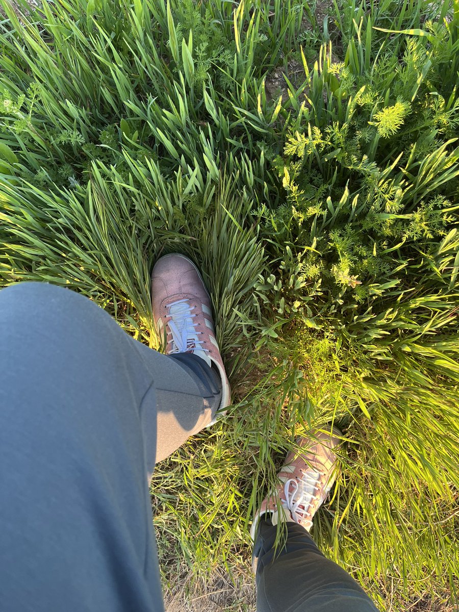 Fernando Lallana tweet media