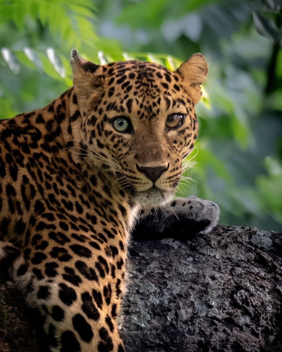 etginlik tweet media