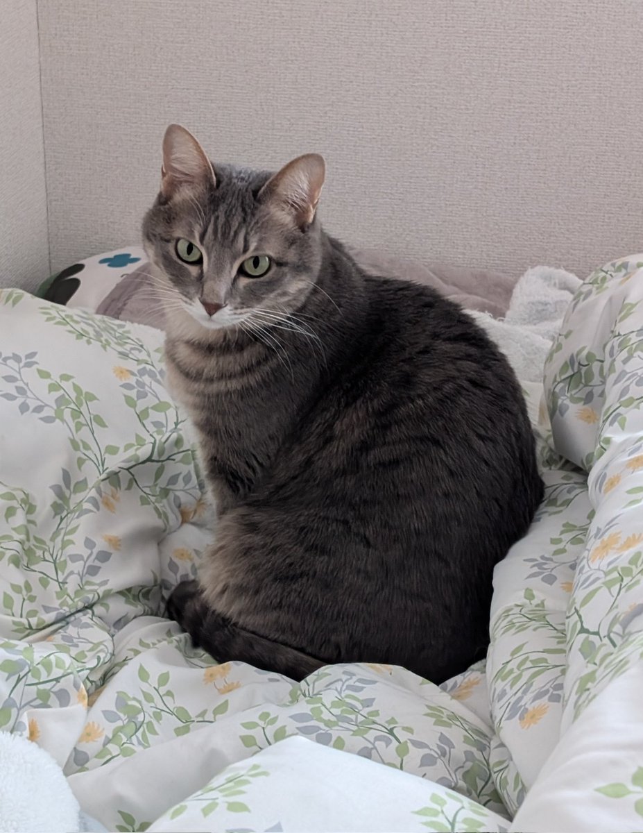 Choco_nikki_'s tweet photo. 暖かい朝、すっかり春だね🌸
 #ちょこ日記  #猫がいる生活  #ねこ好きさんと繋がりたい https://t.co/78jfwB3DhI