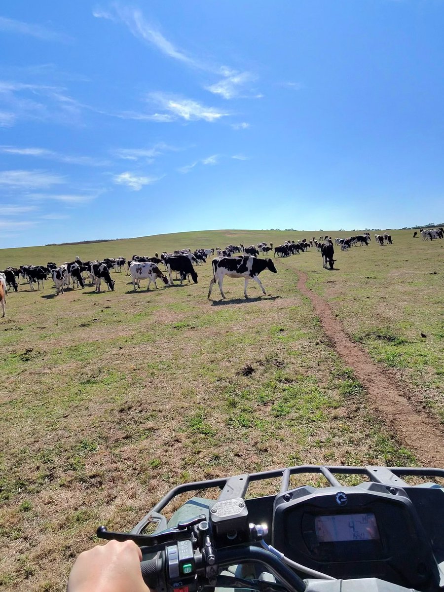 SWANNY 🔺 tweet media