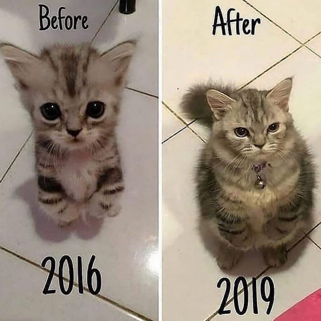 Punch Cat tweet media