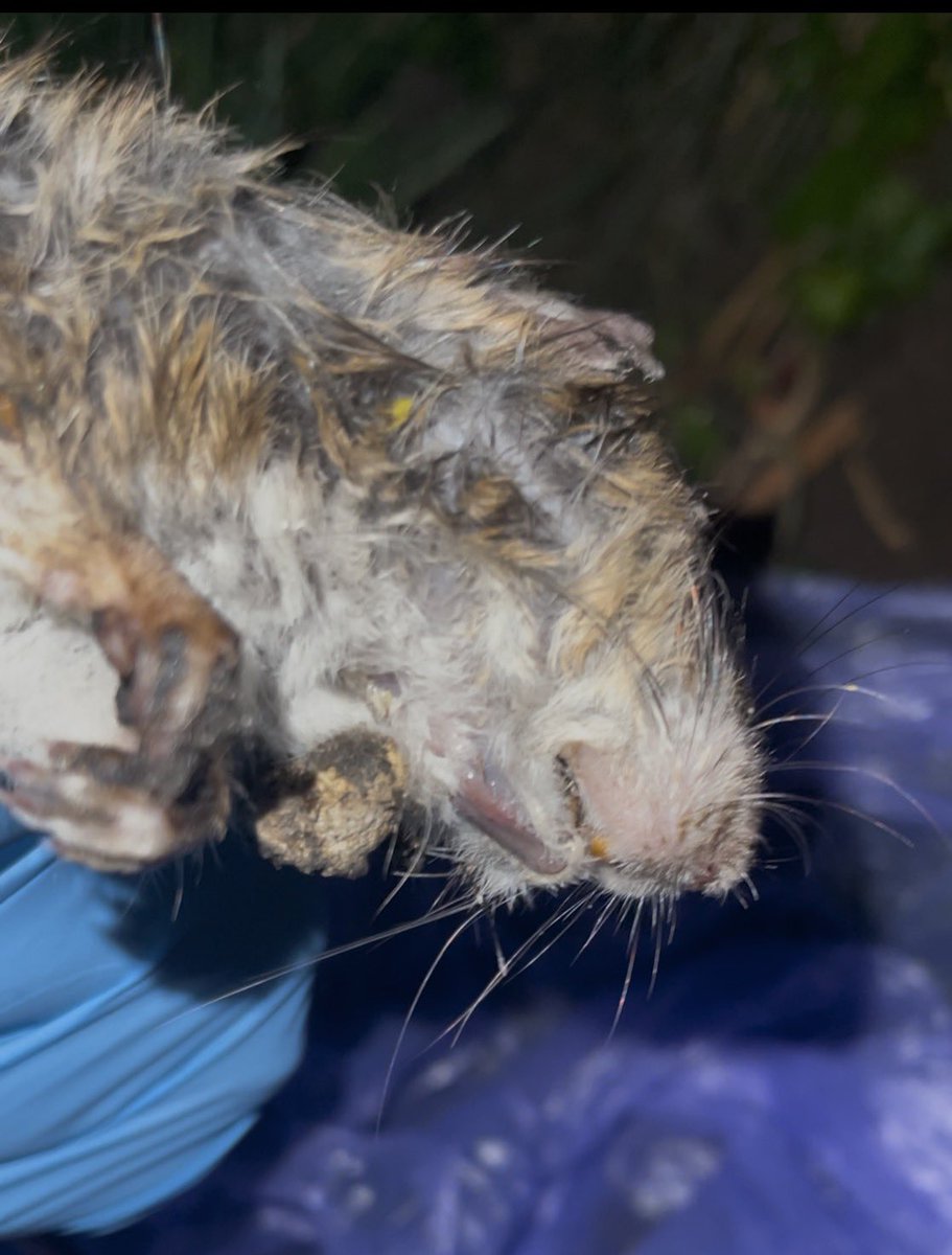 Nutmeg 🏴 tweet media