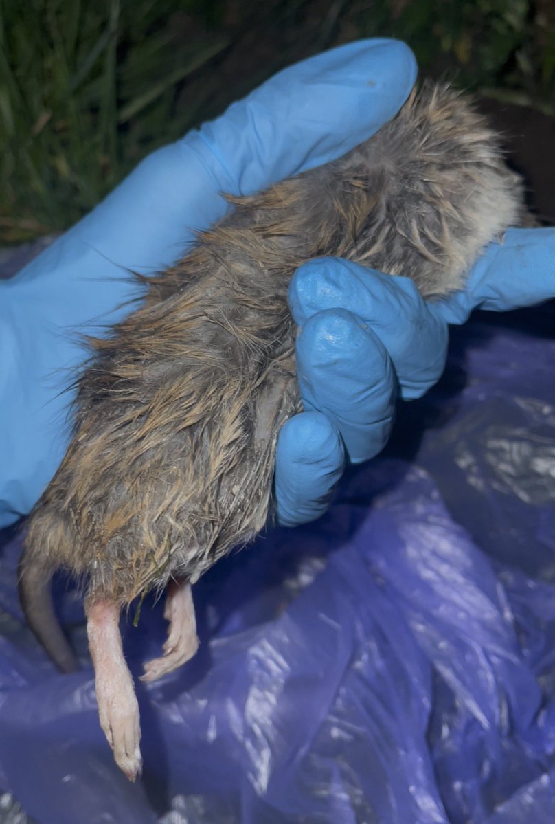 Nutmeg 🏴 tweet media