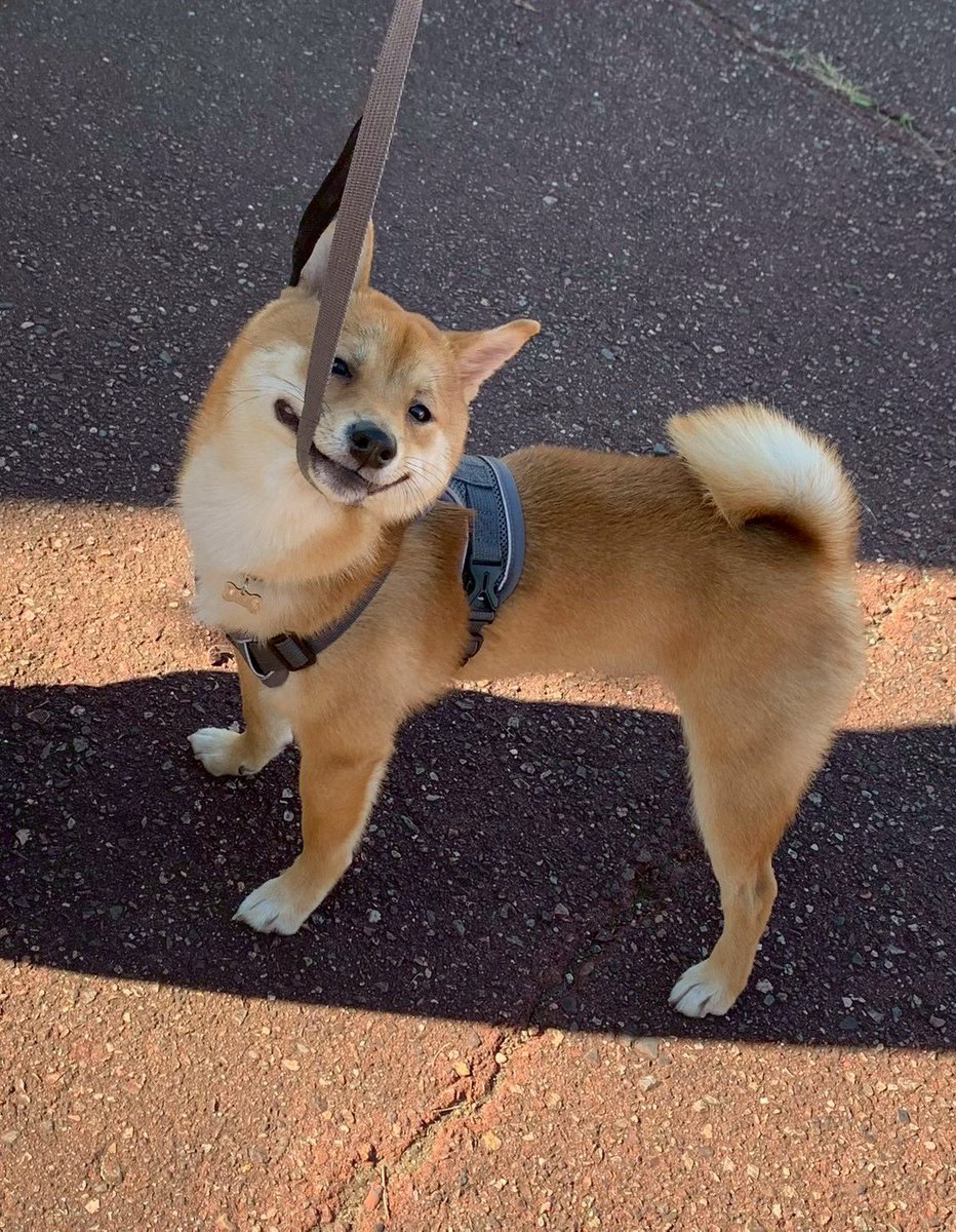 柴犬🐕ろく tweet media