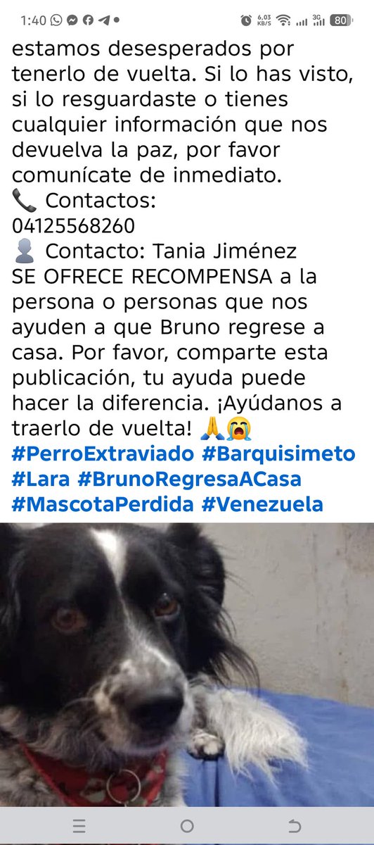 Extraviado en Barquisimeto, su familia lo busca urgente <a href="/PerroUsuario/">PerroUsuario Wof '•'</a>