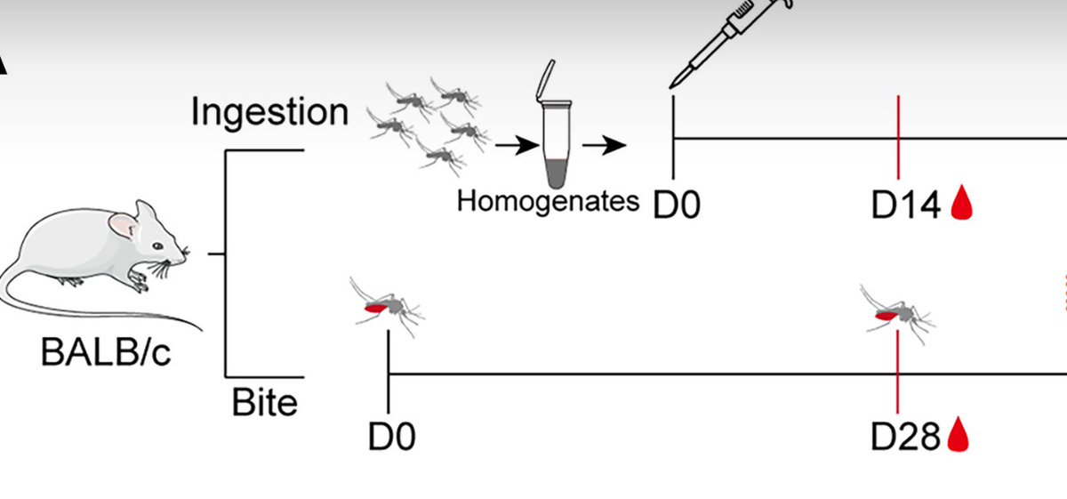 Brett Shavers 🙄 tweet media