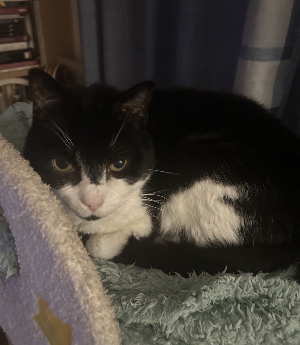 D.V. Catt tweet media