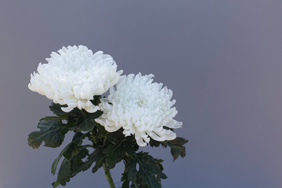 Canada en Corée tweet media