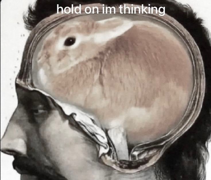 thepopularanimals tweet media