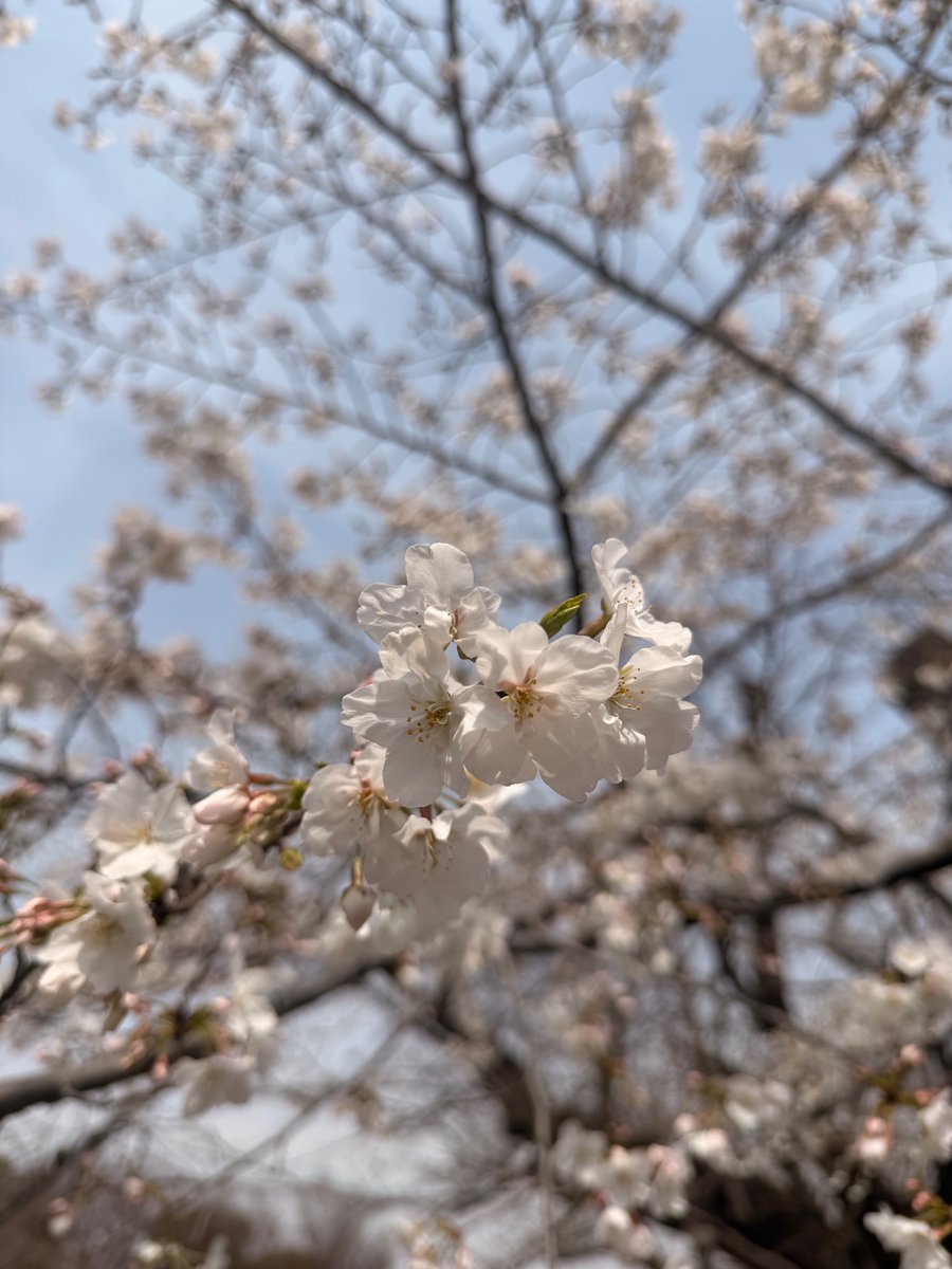 ☎meidentsushop名電通【公式】 tweet media