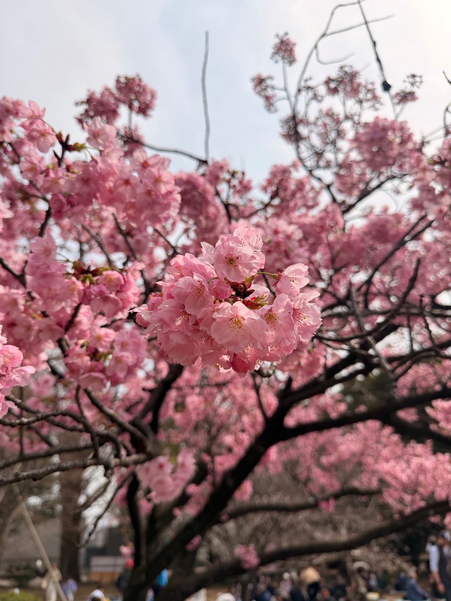 ☎meidentsushop名電通【公式】 tweet media