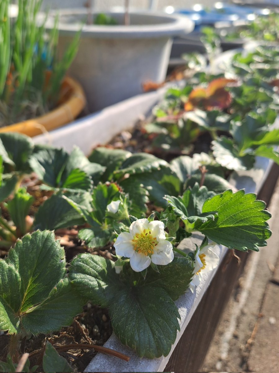 라모네 tweet media