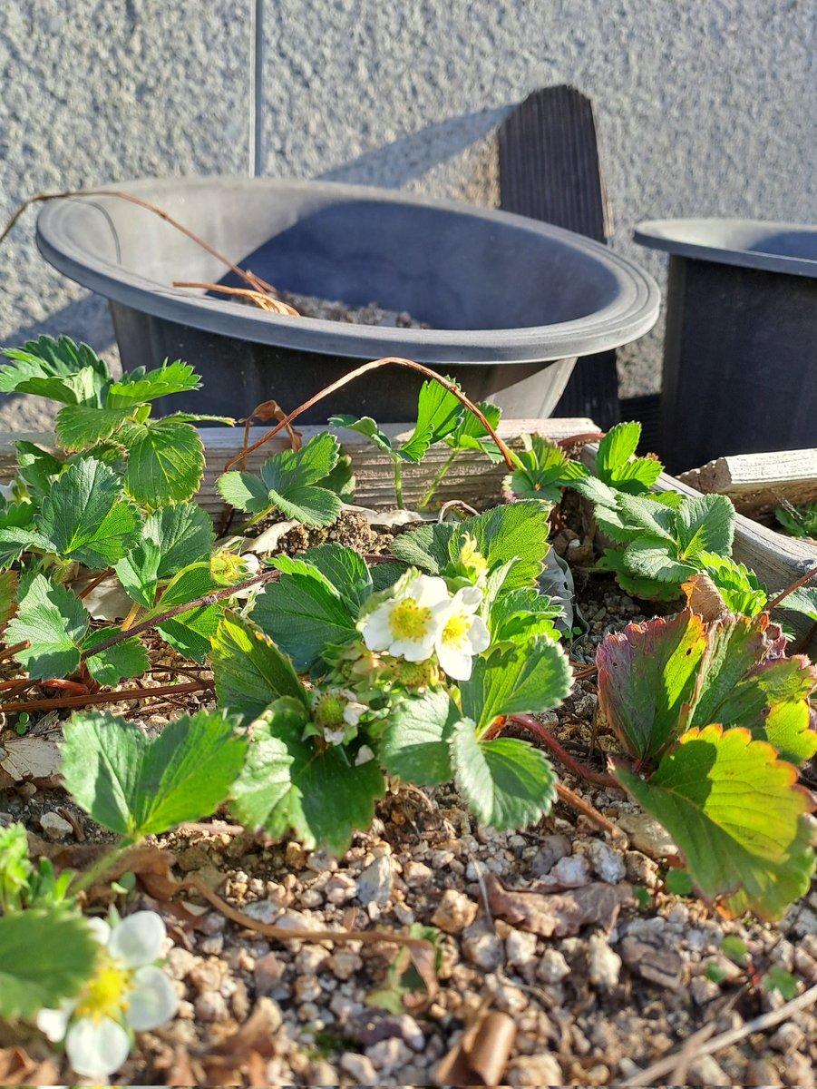 라모네 tweet media