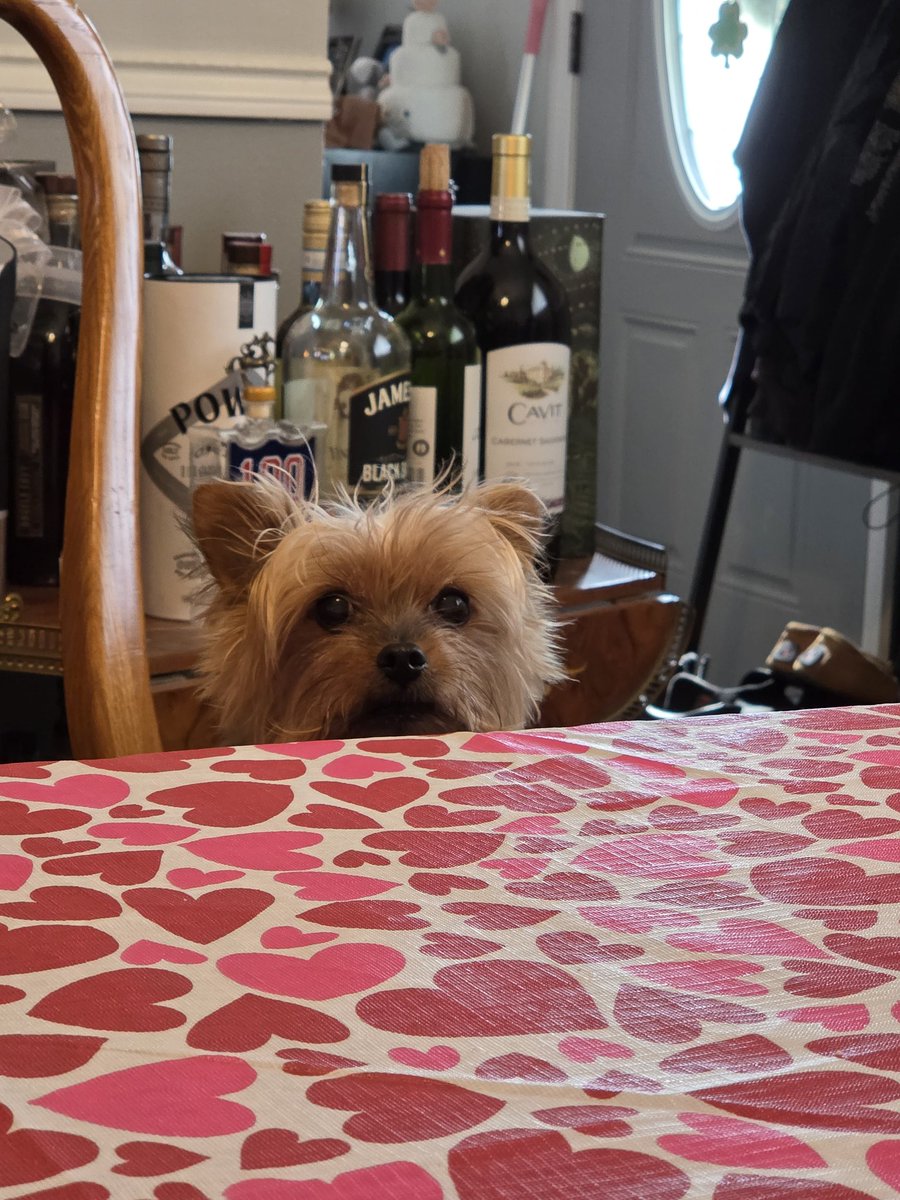 Bree 🌹⚰️ tweet media