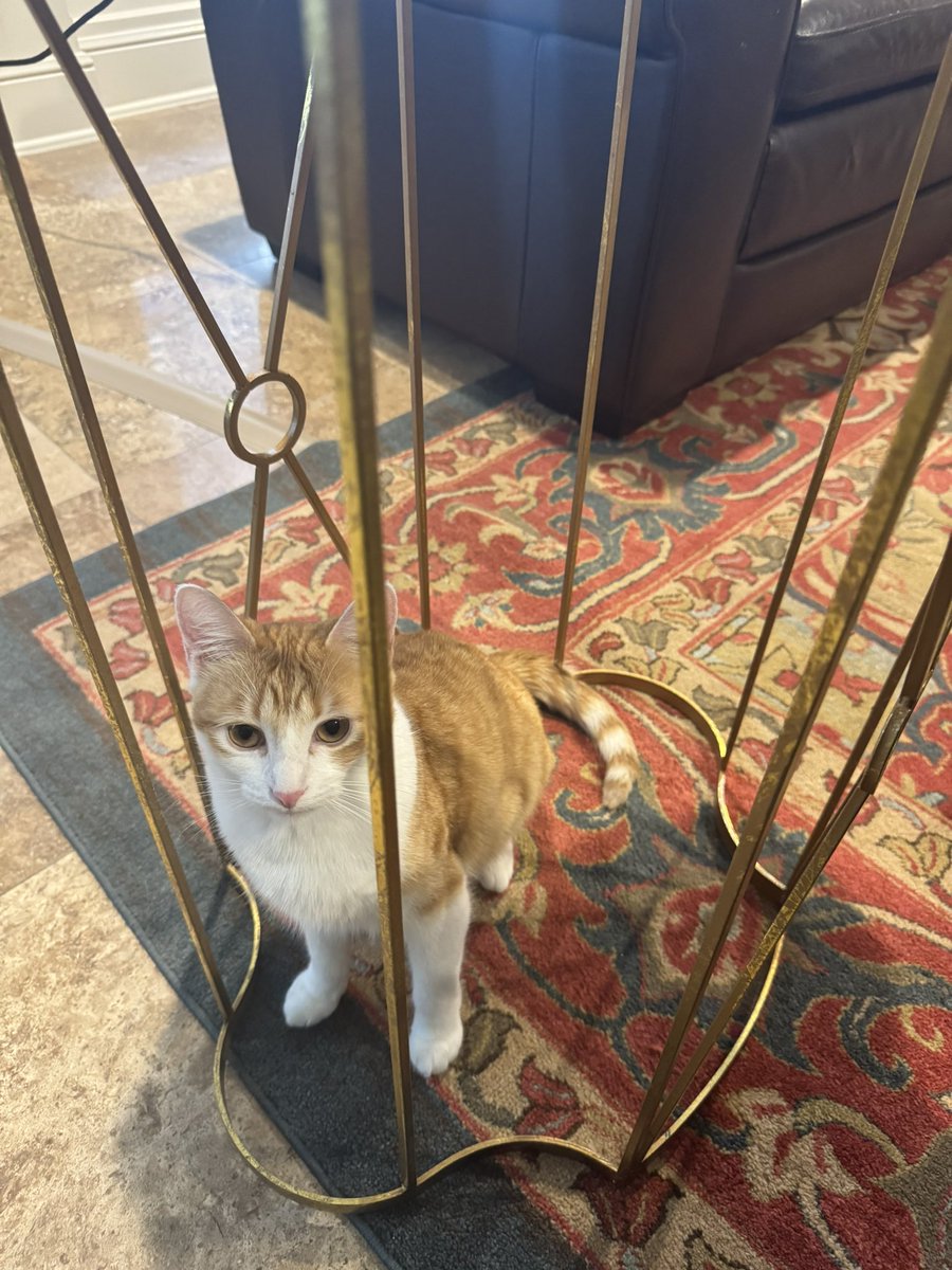 Brian Cuban tweet media