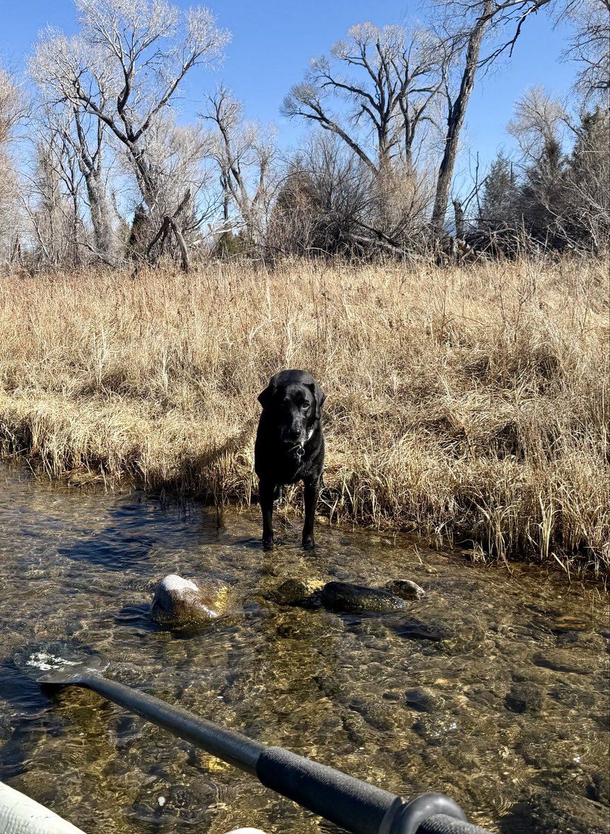 Flyfishinryan tweet media