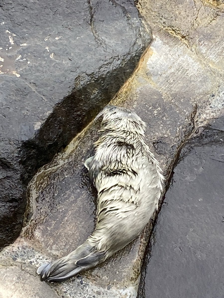 なほさまだぞー🍮 tweet media