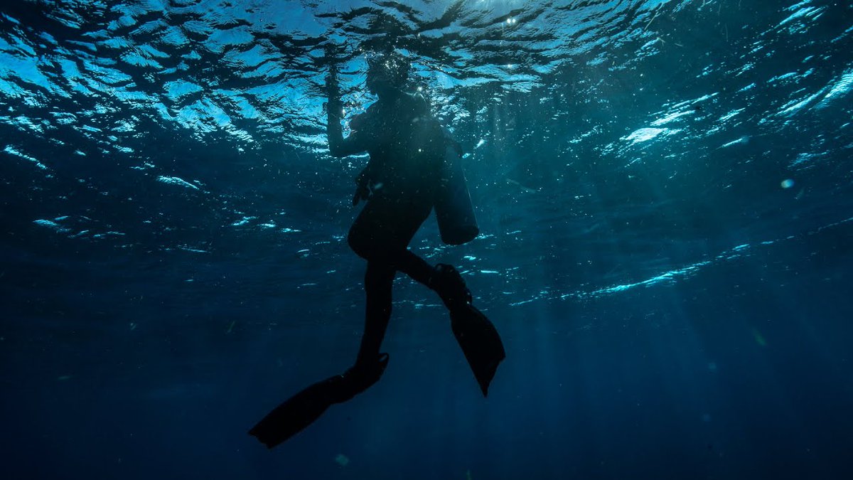 Diving Enthusiast tweet media