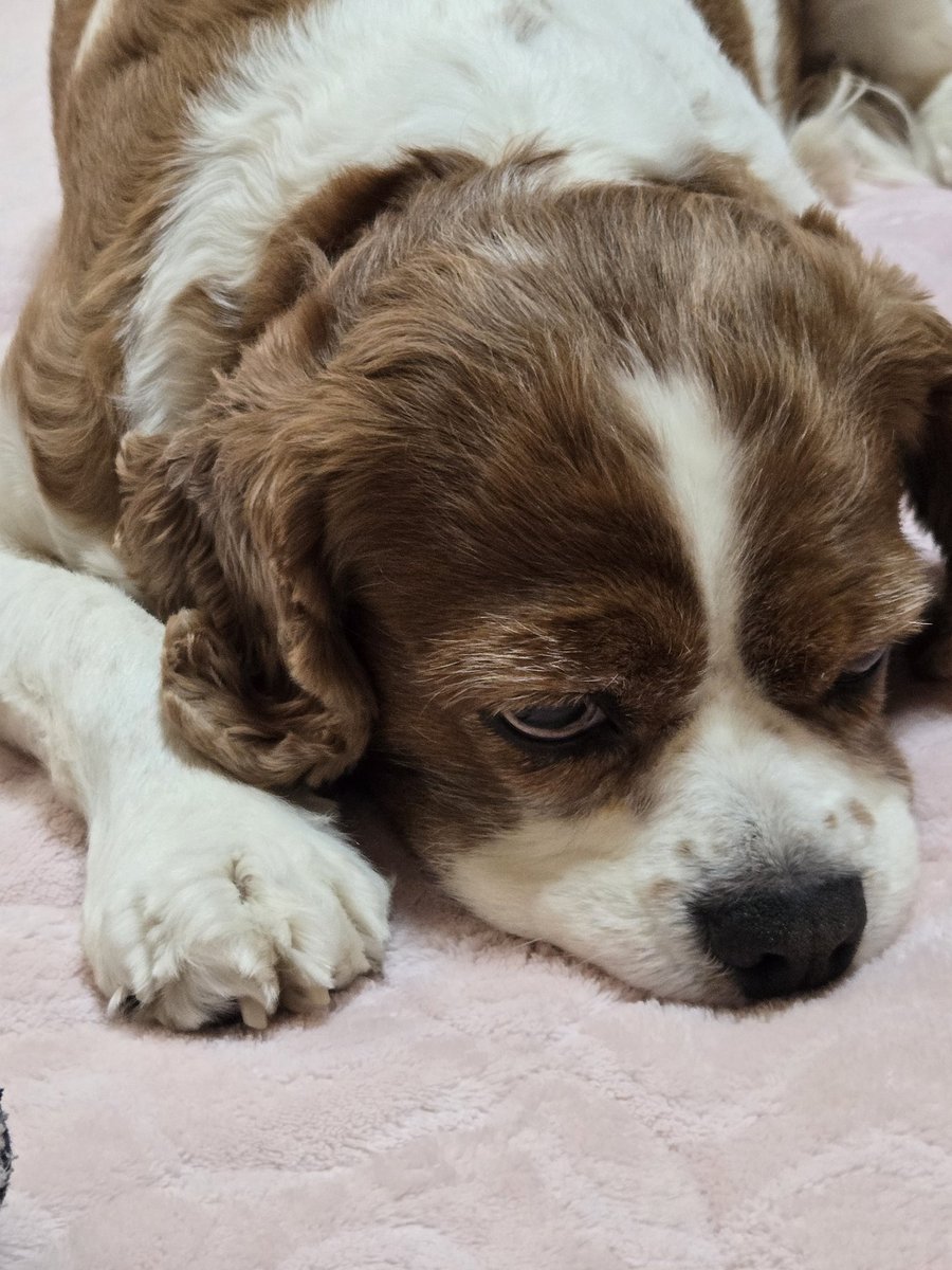 araarahiro's tweet photo. おはようございます☀️
布団を捲られてもまだ寝てたい僕だよ🐶
今日は昼からトリミングに行ってきます☺️🎵 https://t.co/ADRzQfkKVP