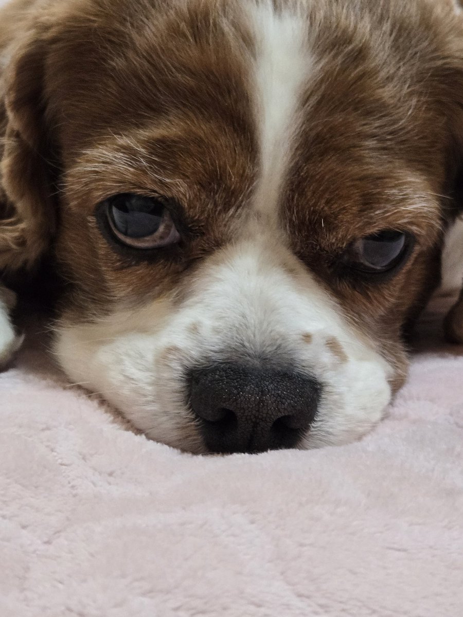 araarahiro's tweet photo. おはようございます☀️
布団を捲られてもまだ寝てたい僕だよ🐶
今日は昼からトリミングに行ってきます☺️🎵 https://t.co/ADRzQfkKVP