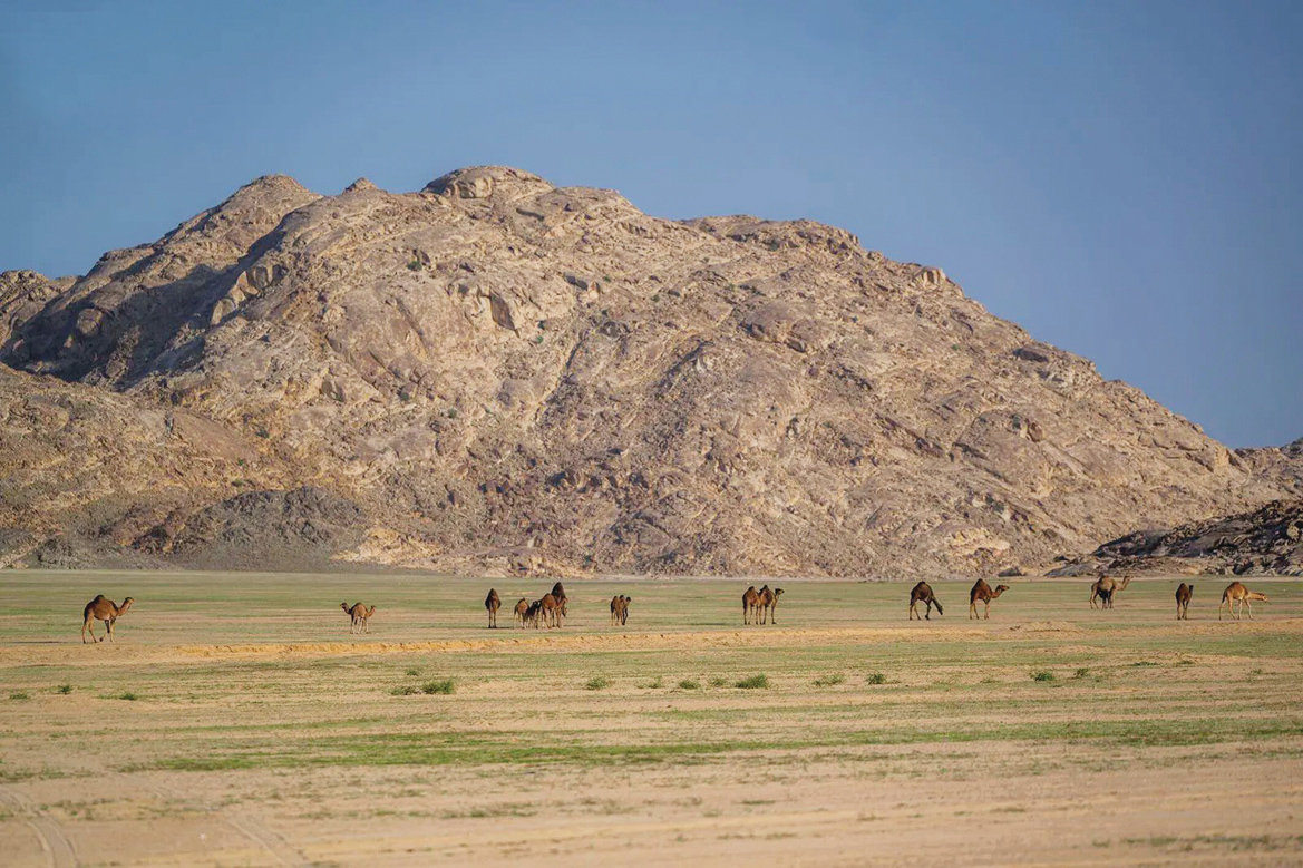 جريدة الرياض tweet media