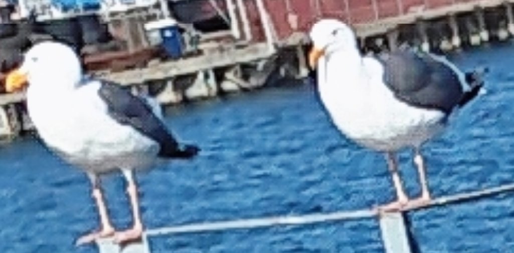 凯尔希是猫猫 tweet media