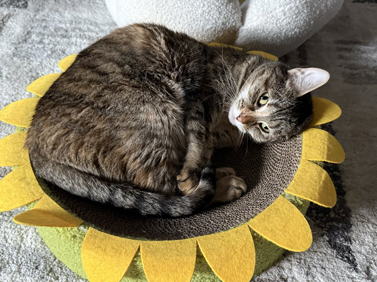 🍃🌼🍃 tweet media