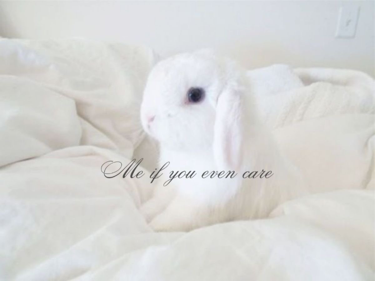 ⃟⃟⃟ tweet media