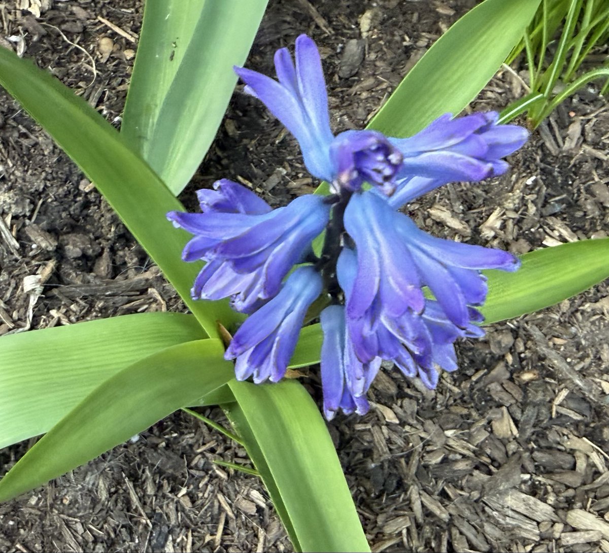 🍃🌼🍃 tweet media