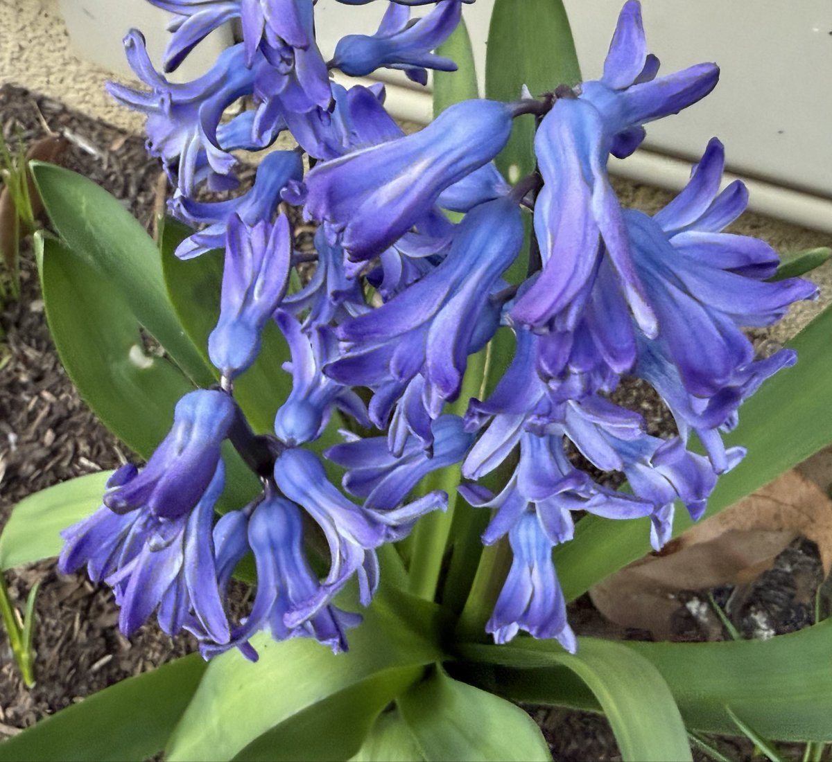 🍃🌼🍃 tweet media