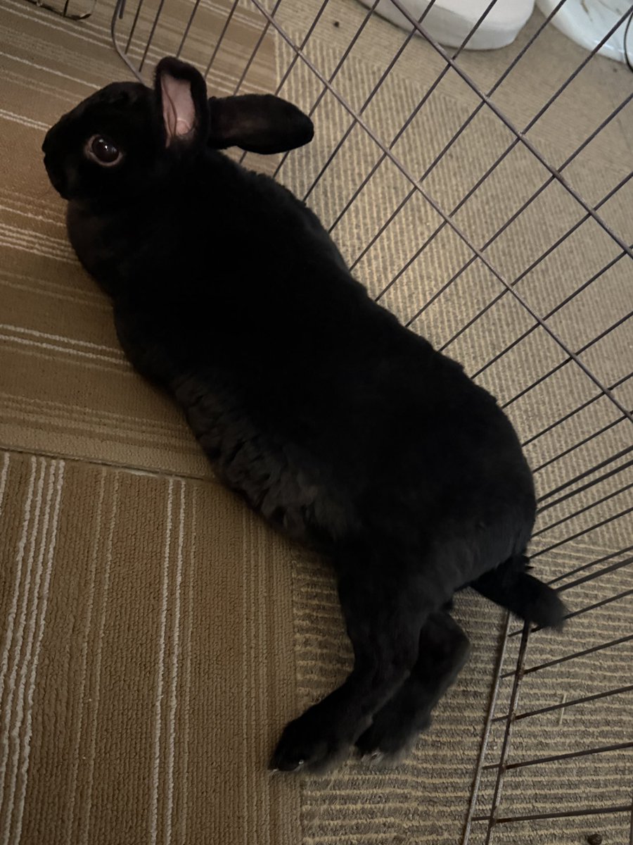 くろいうさぎたち🐰 tweet media