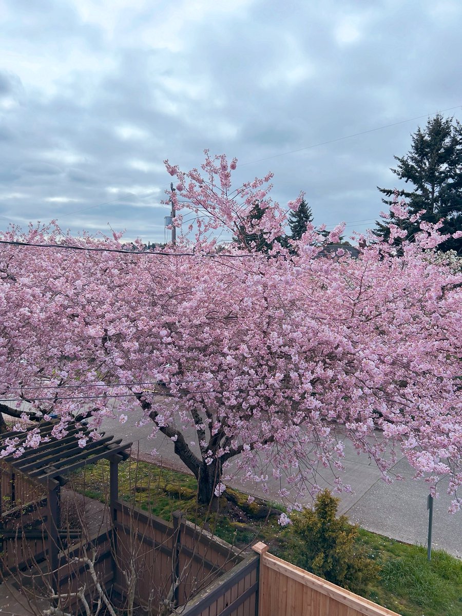 This beautiful tree assure me each year there is God. There is no way I come up with this intricate beauty.  The world is NOT my creation. It is HIS.  We can’t “do whatever I want!” because there is GOD. At least the Ten Commandments are must and effort for Seven Deadly Sins?