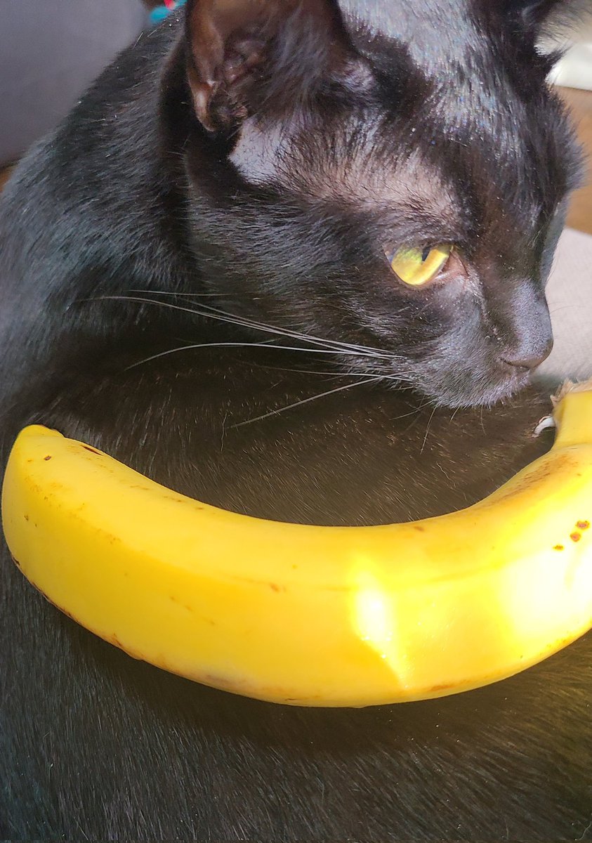 ほづだよ( ͜㊎ ・ω・) ͜㊎ tweet media