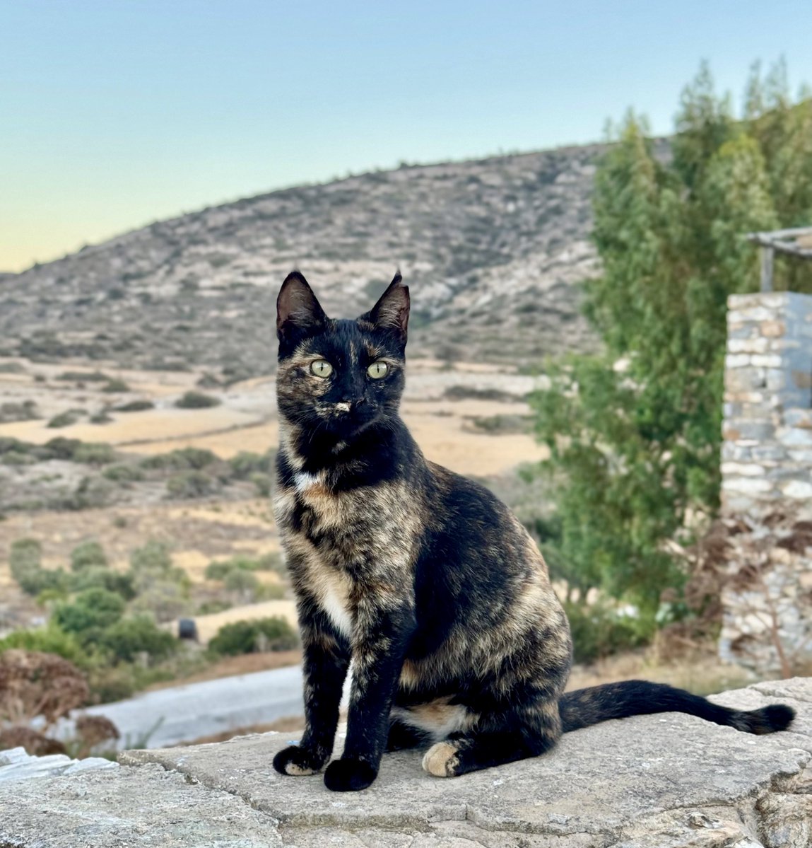 Cats of Iraklia tweet media