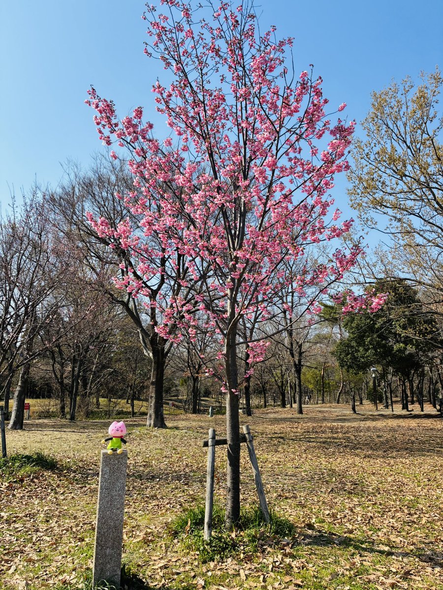 🌸さくらいふちゃん＠イカリ消毒(株)🌸 tweet media