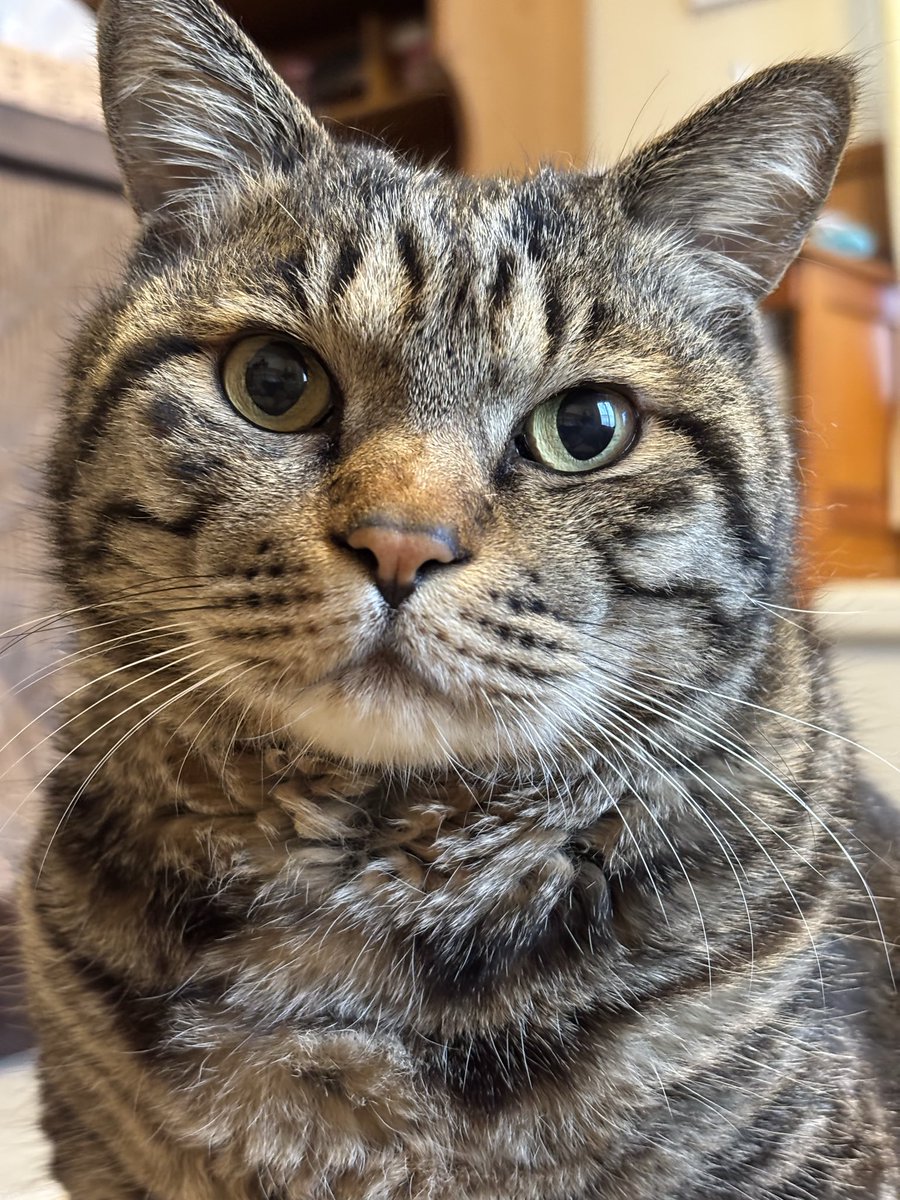 キジトラ虎三郎 tweet media