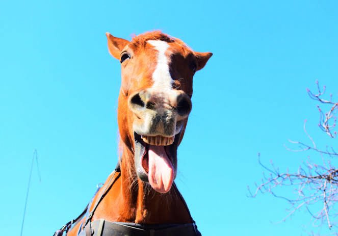 朝は納豆 tweet media