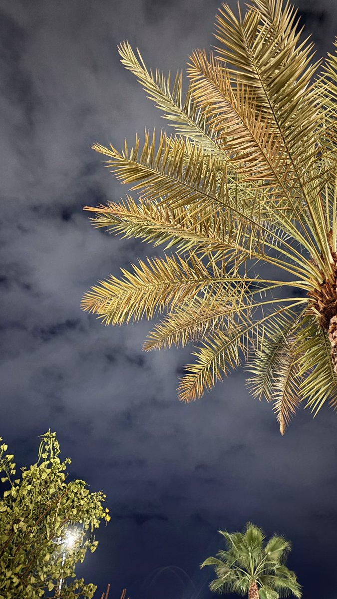 راء ꔫ tweet media