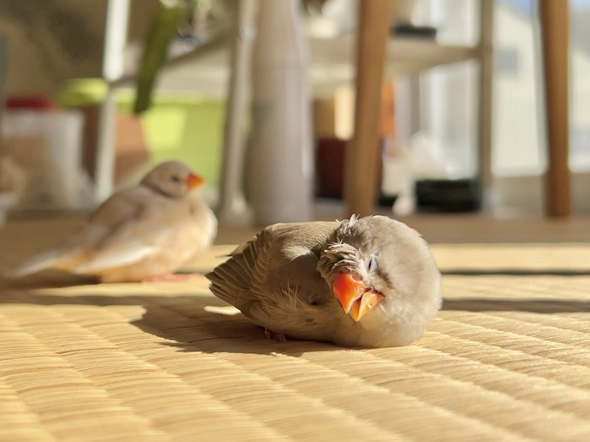 わっふ、絵描き tweet media