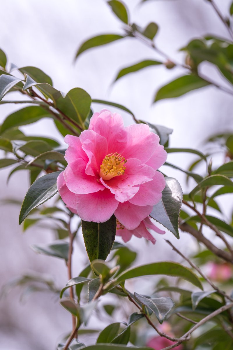 マクロ tweet media