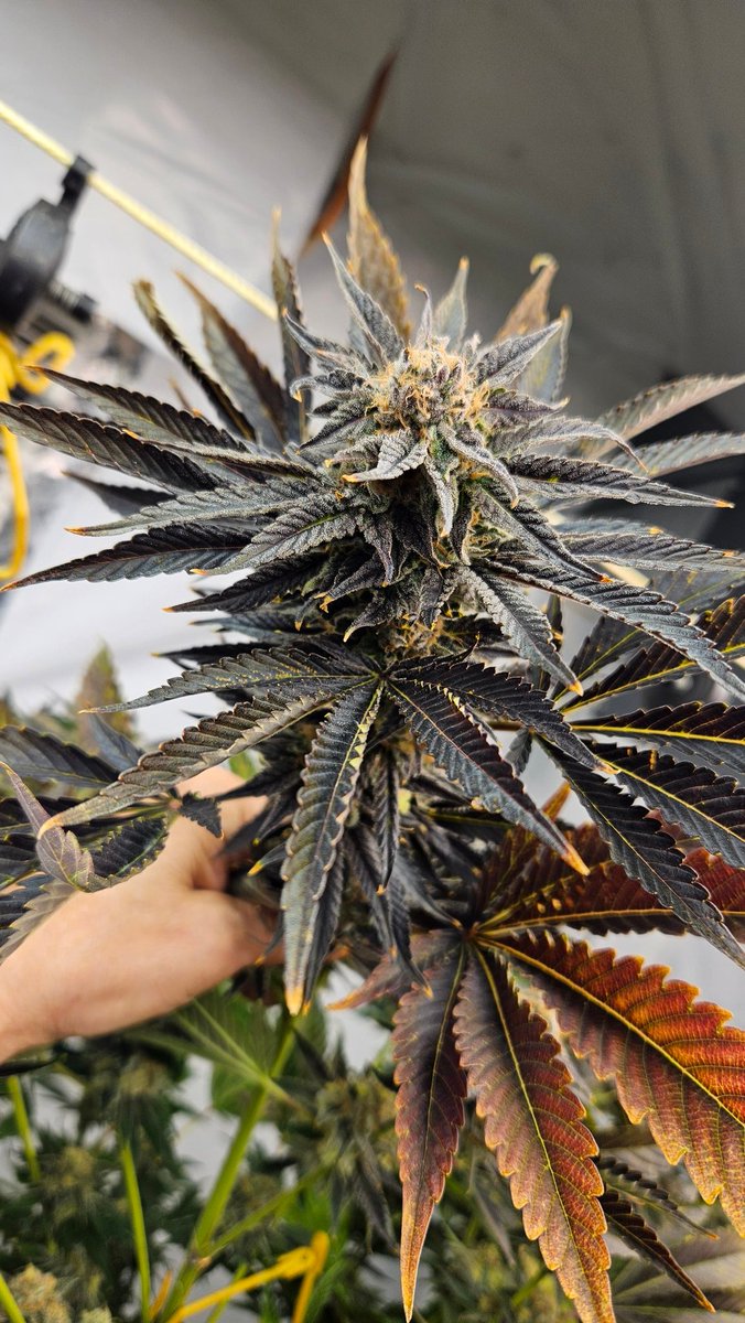 Budz Galore tweet media