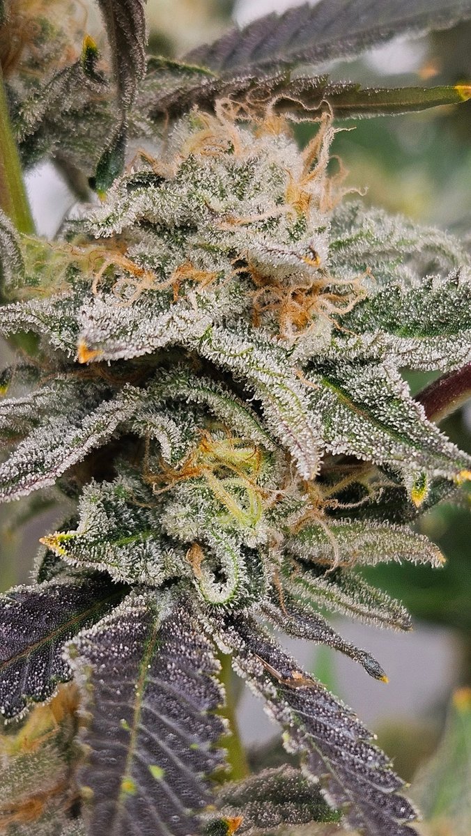 Budz Galore tweet media